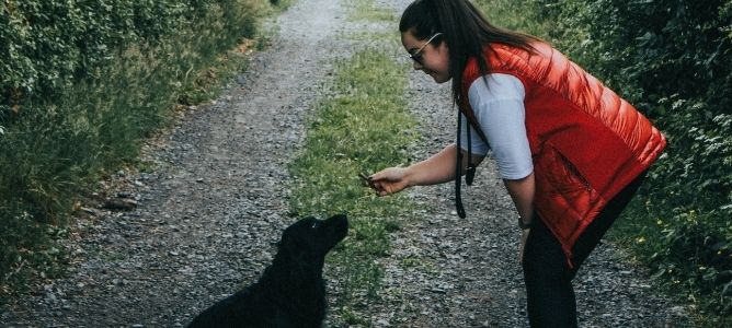 How Can I Become a Dog Obedience Trainer? - Ashworth College
