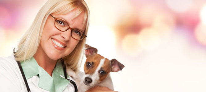 Our Veterinary Assistant Programs May Help You Get A Job - Ashworth College
