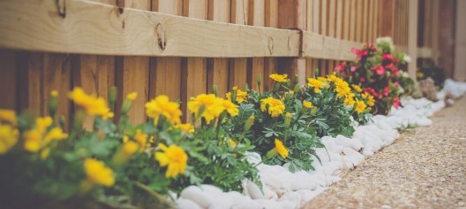 Flowers planted near fence.