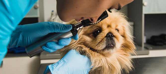 Is Veterinary Technician School Right for You? Is Veterinary Technician School Right for You?