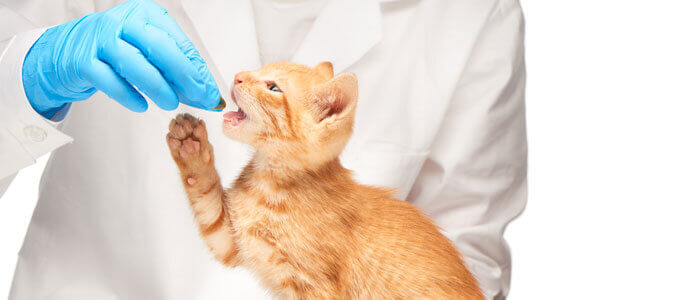 Why Veterinary Technicians Matter